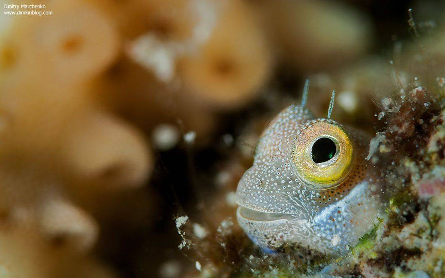 blenny, собачка, рыбка, underwater, Дмитрий