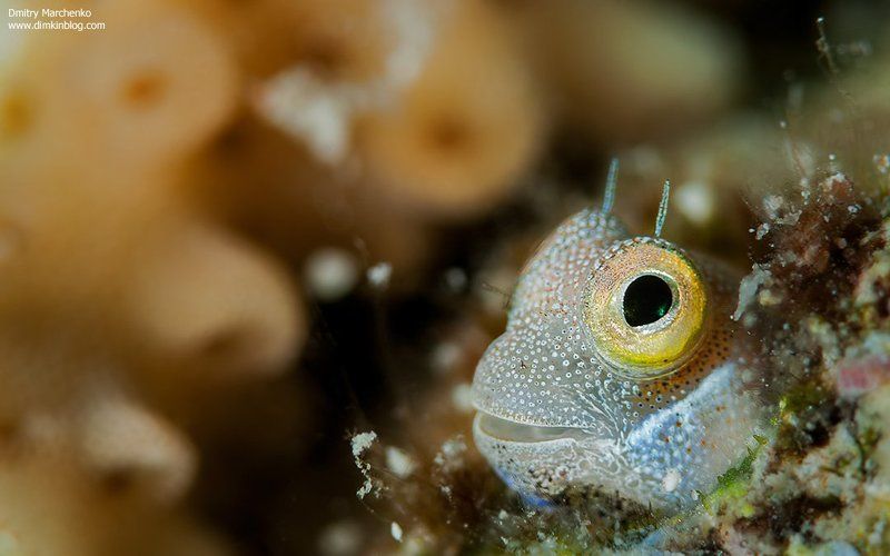 blenny, собачка, рыбка, underwater Hi there фото превью