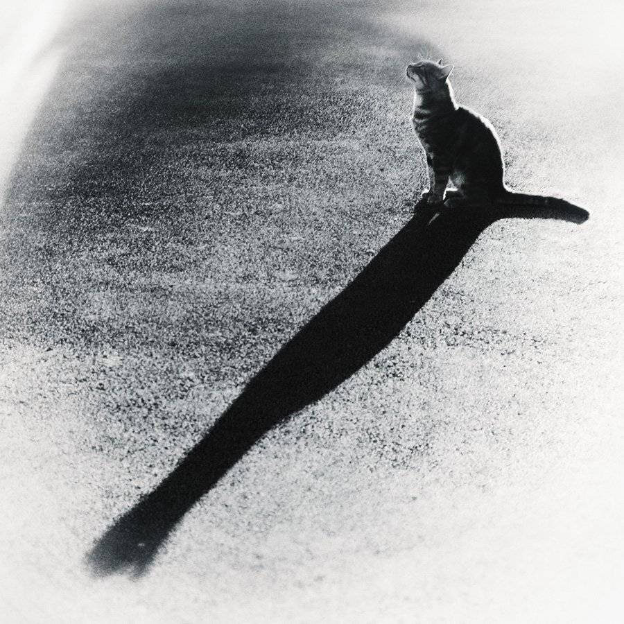 , Сидоренко Алексей