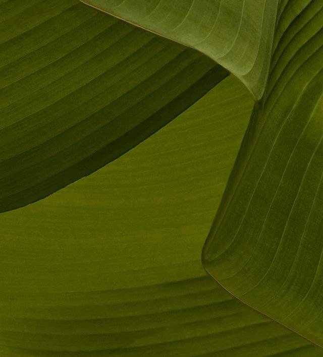 nature, claude ferrara