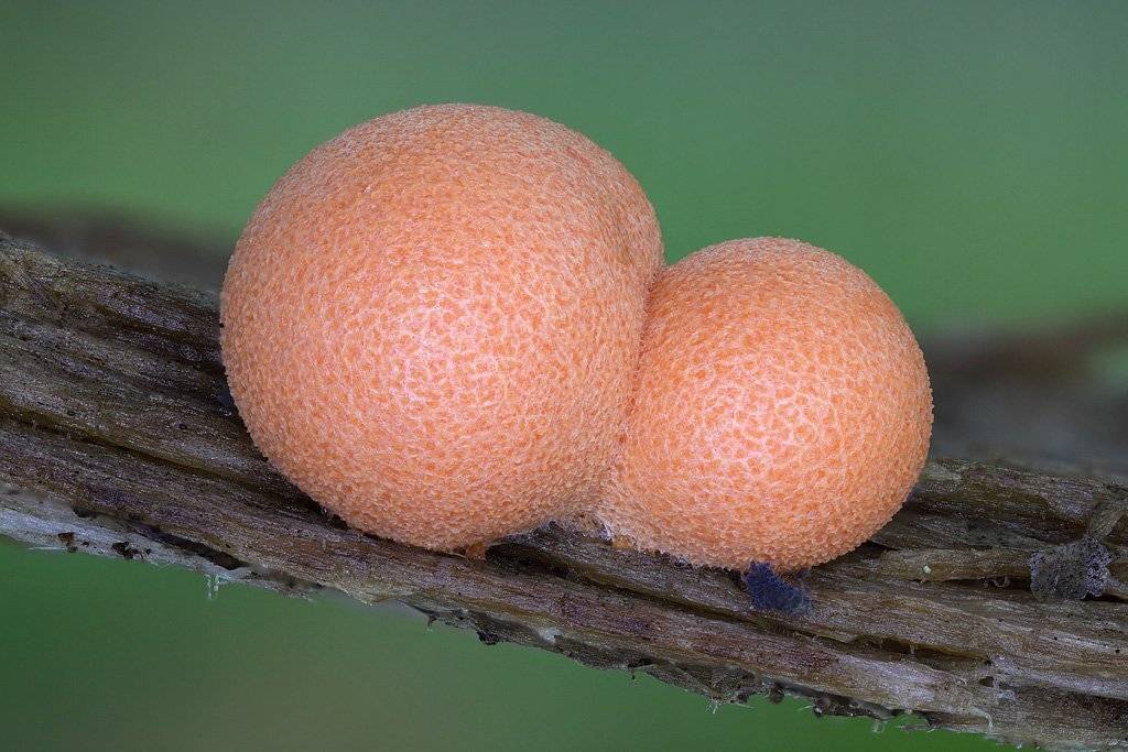 ликогала, древесинная, lycogala, epidendrum, Сергей Таланов