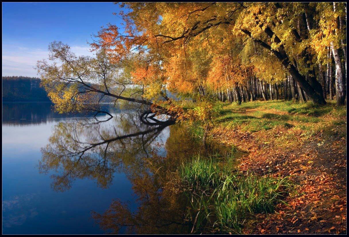 утро, осень, озеро, дерево, Александр Киценко
