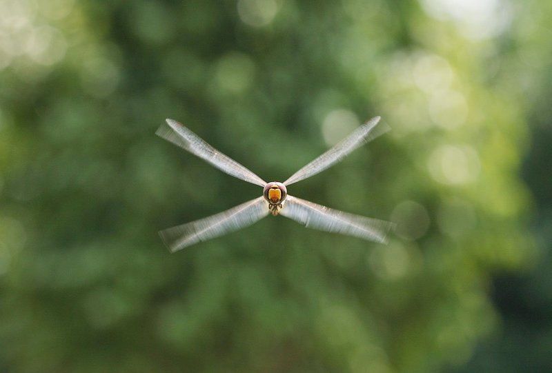 бомбардировщик бомбардировщик фото превью