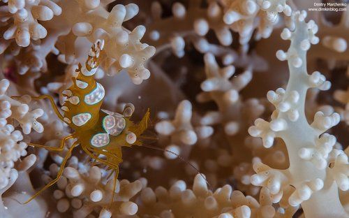 Sexy Anemone Shrimp