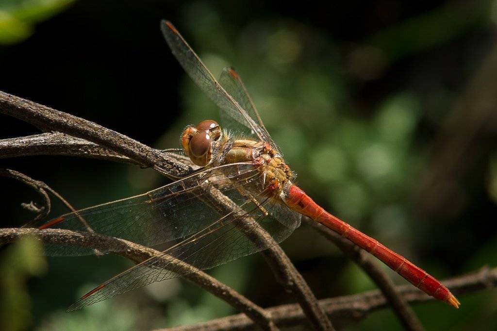 , Лев Сердюков