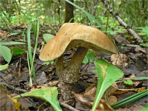 Грибная серия