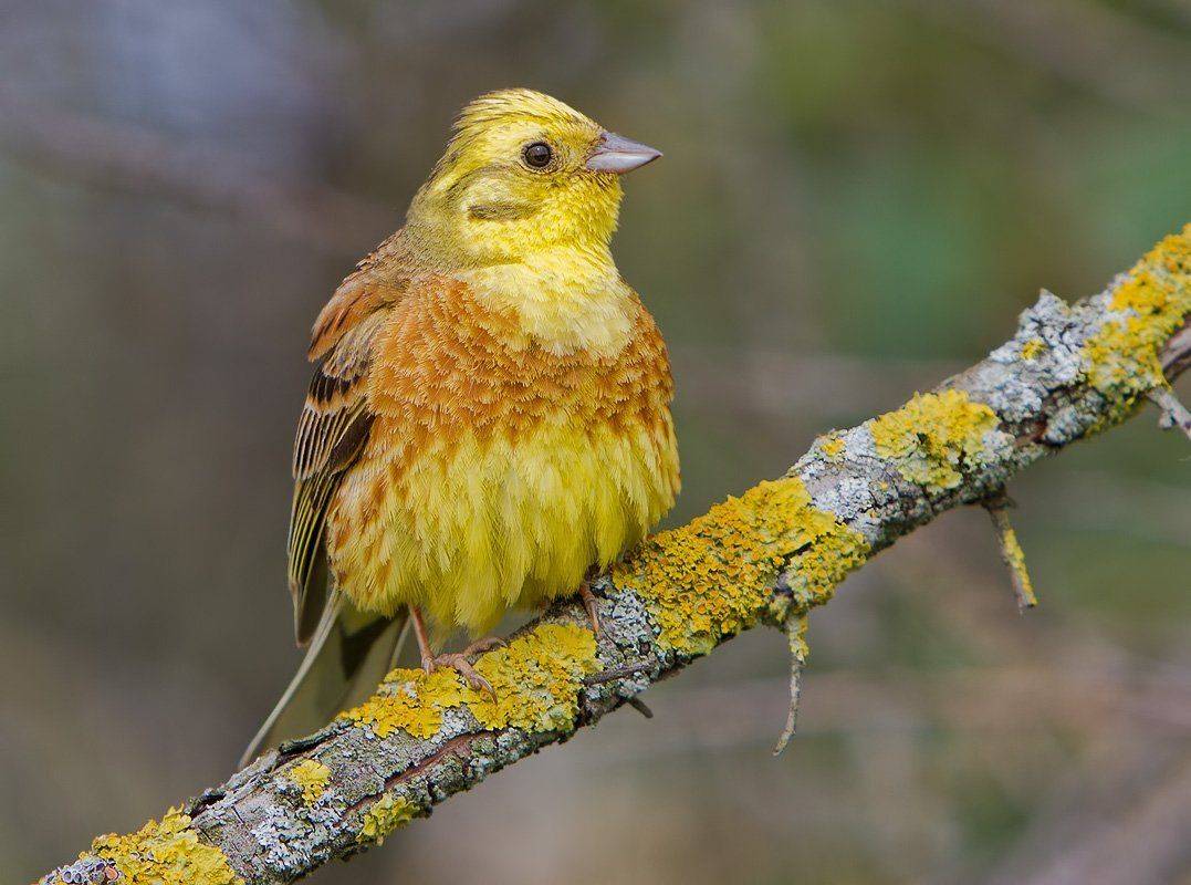 обыкновенная овсянка, птицы,, Елена Давыдова