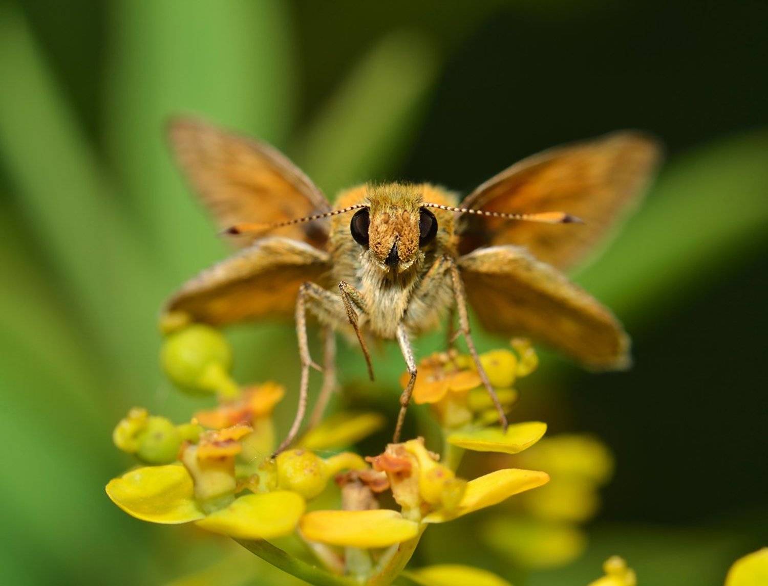 nikon, d7000, skipper, macro, close-up, nature, insect, lepidoptera, ochlodes sylvanus, макро, толстолголовка, Эдуард Ким