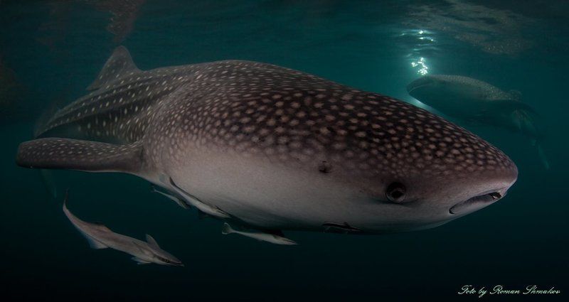 XXXL фото превью