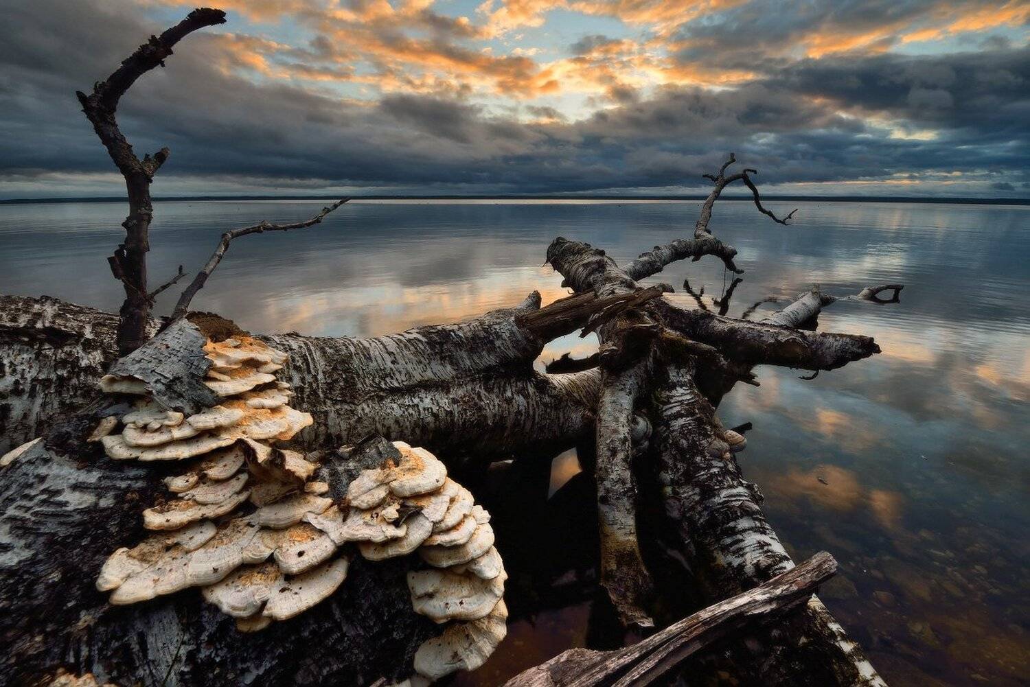 , Максим Евдокимов