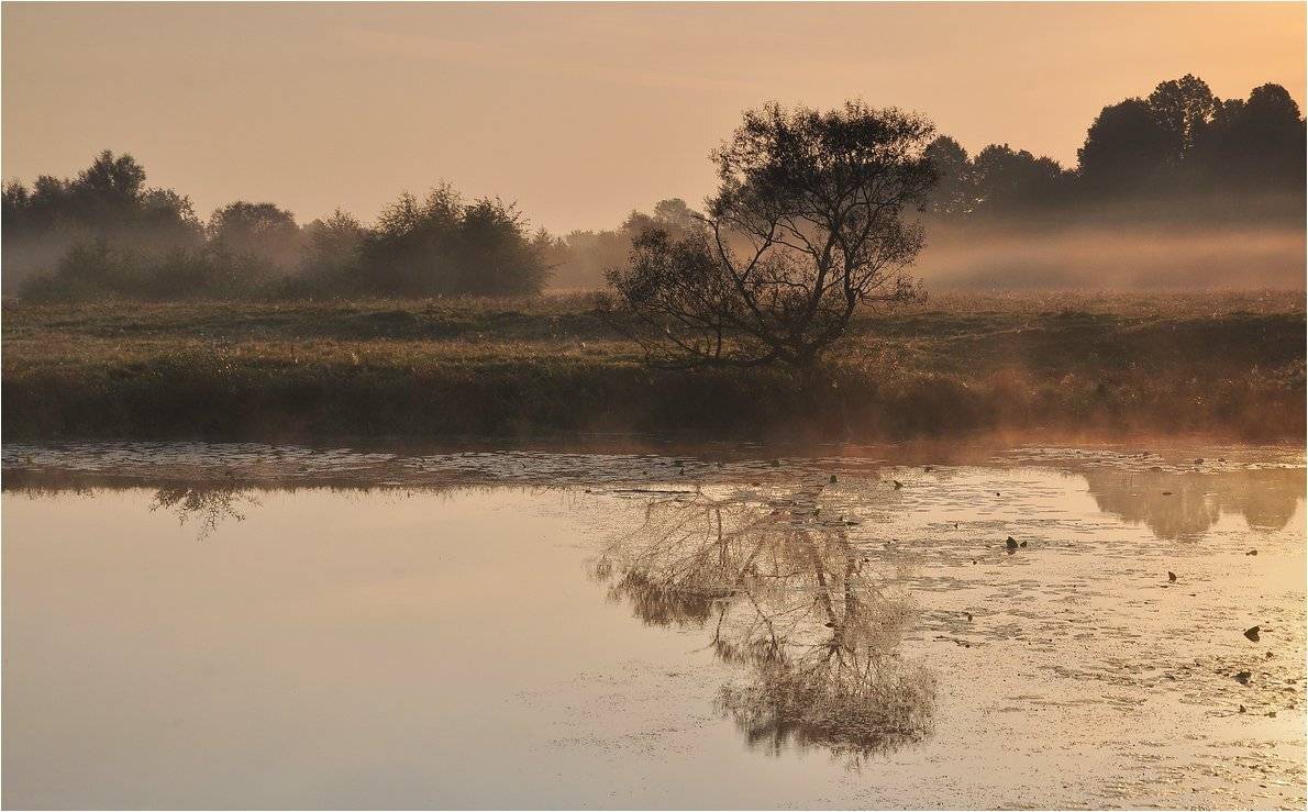 , Николай Шахманцир