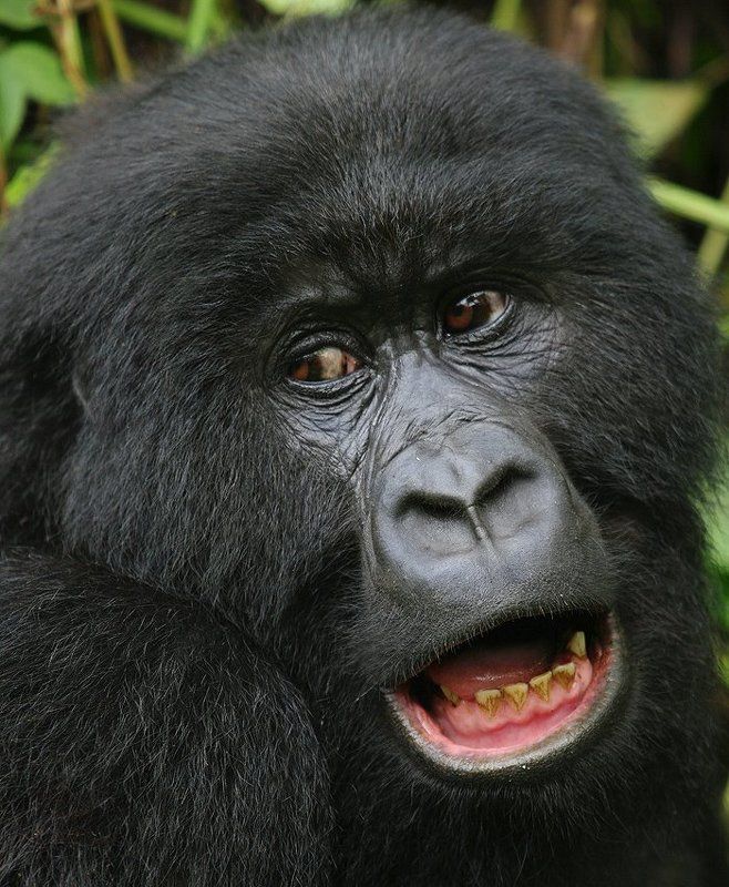 горные гориллы, gorilla beringei, заир, национальный парк вирунга Emotions фото превью