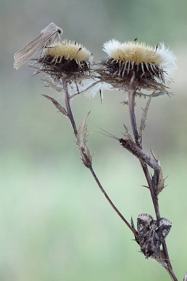 , Сергей Таланов