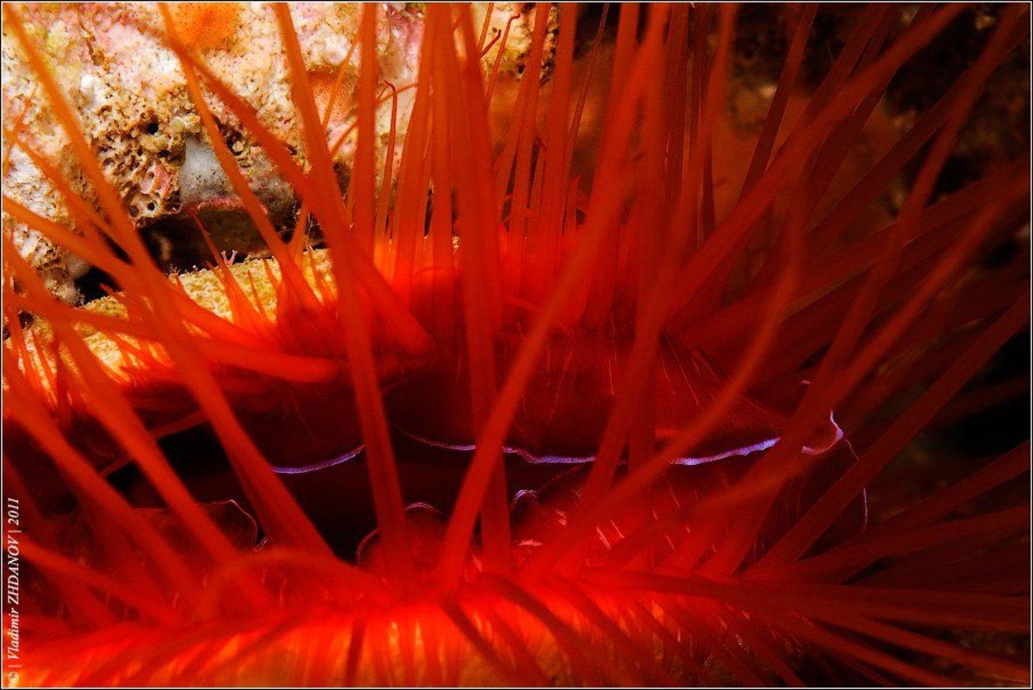 , Владимир Жданов