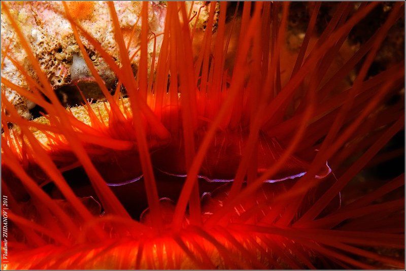 Про Электрического Мигающего Гребешка... фото превью