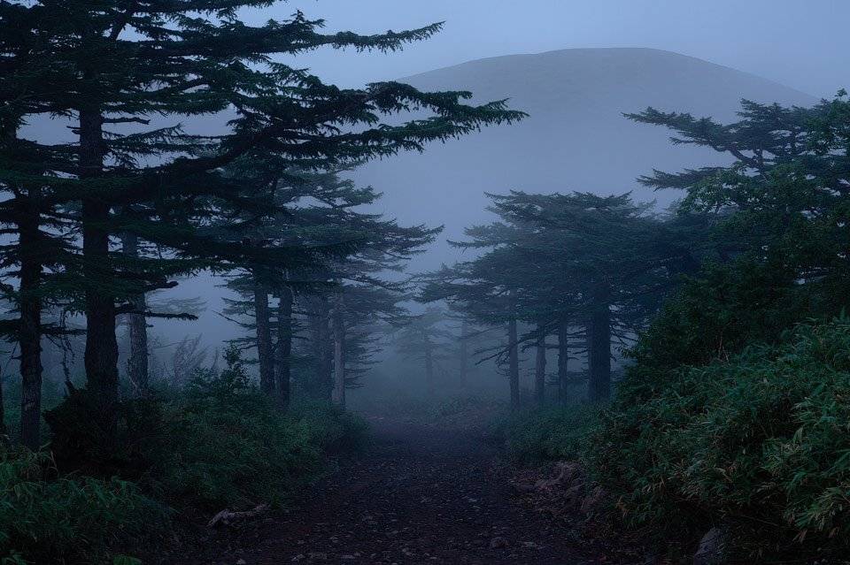 итуруп, курилы, туман, лиственницы, Алексей Харитонов