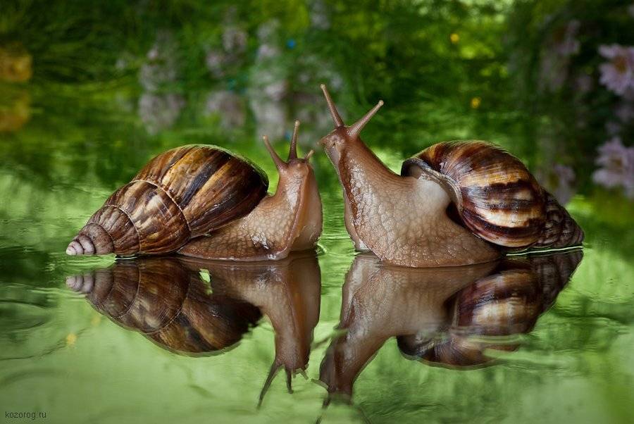 улитка, ахатина, Ирина Козорог