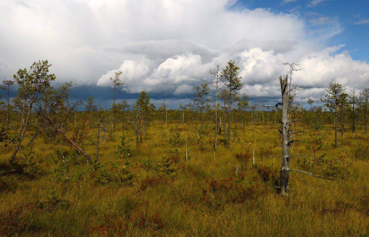 , Сергей Седов