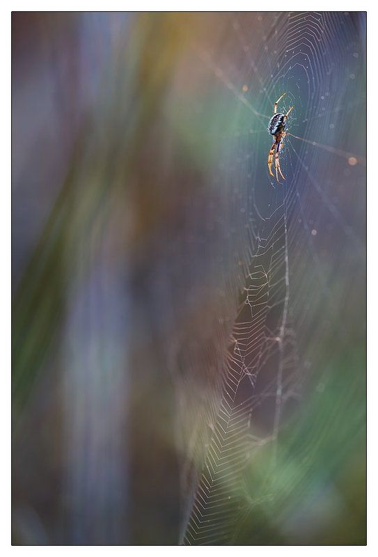 В засаде фото превью