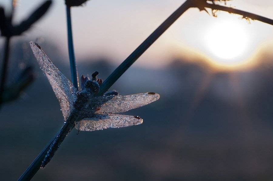 стрекоза, утро, солнце, Светлана Щемелева