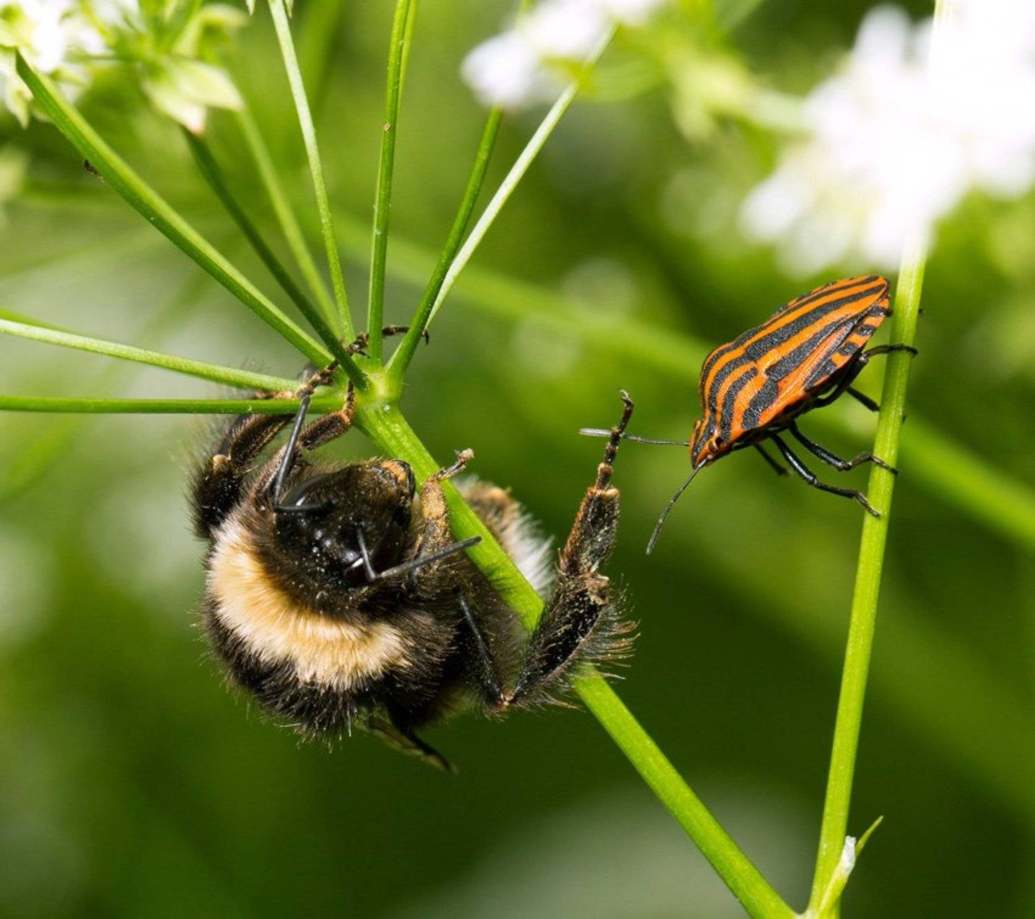 , Шмыров Илья