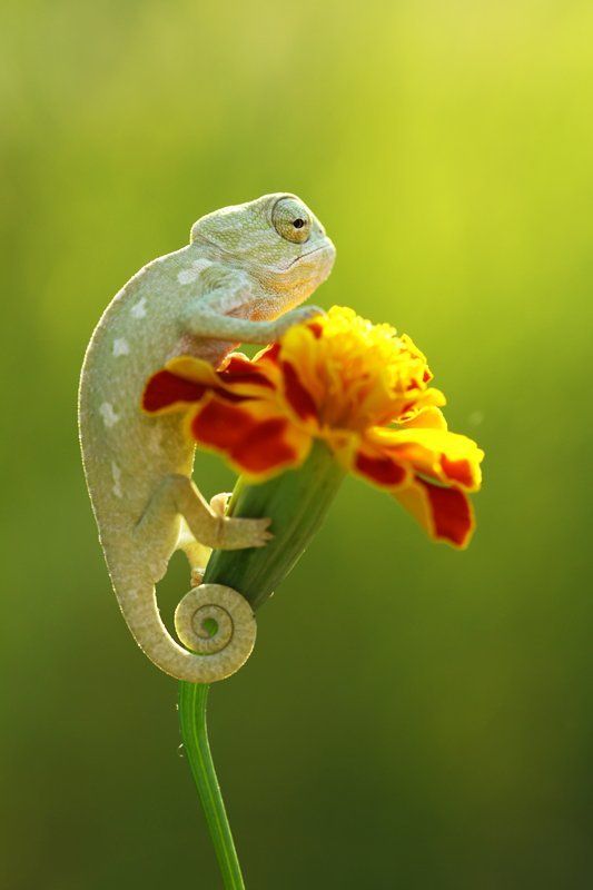 baby dinosaur фото превью