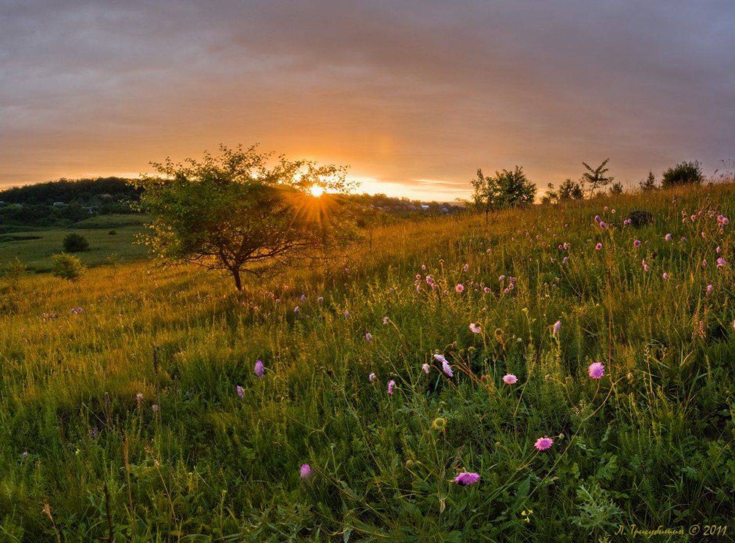 лето, закат, солнце, цветы, Любомир Тригубишин