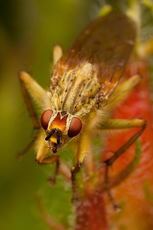 муха, macro Огненная фото превью