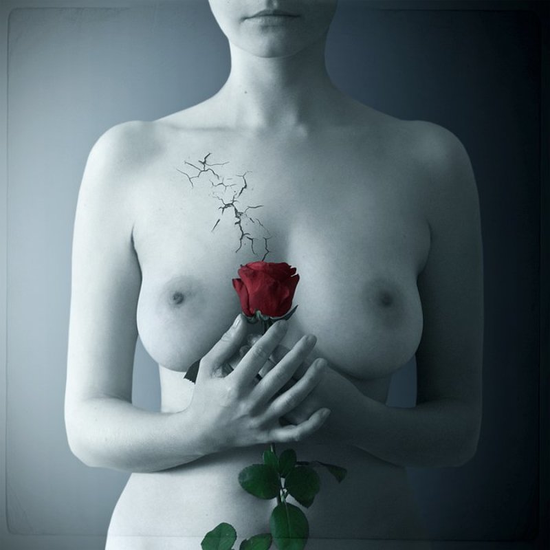 rose фото превью