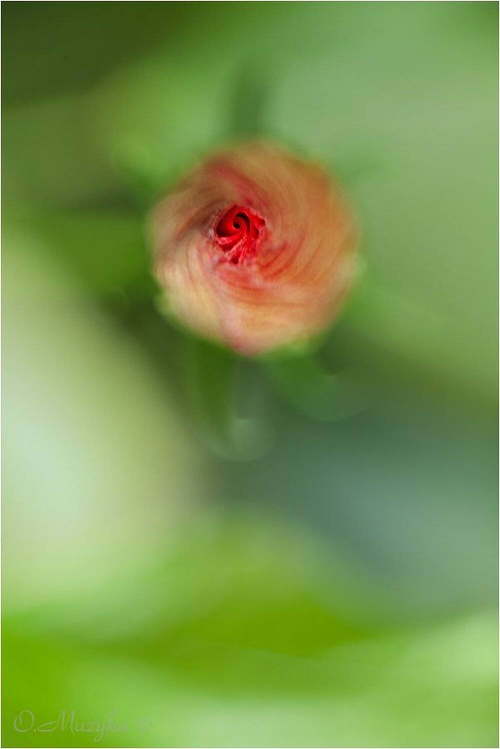 , Оксана Музыка