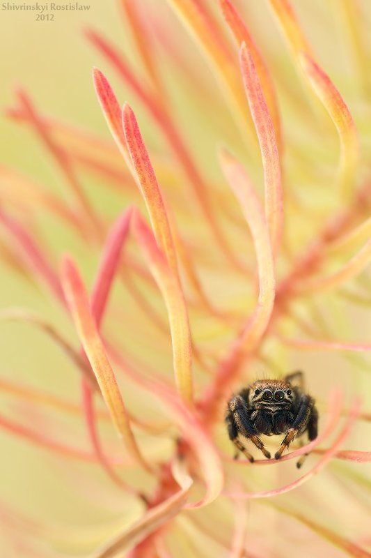 ростислав, макро, 100мм Пламя осени или осенний скакунчик фото превью