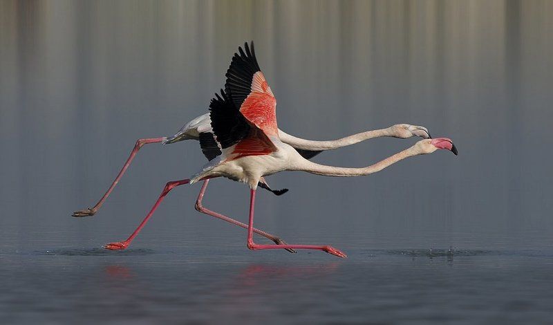 Фотофиниш... фото превью