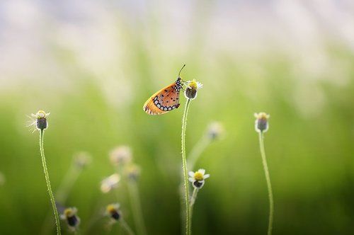 Macro