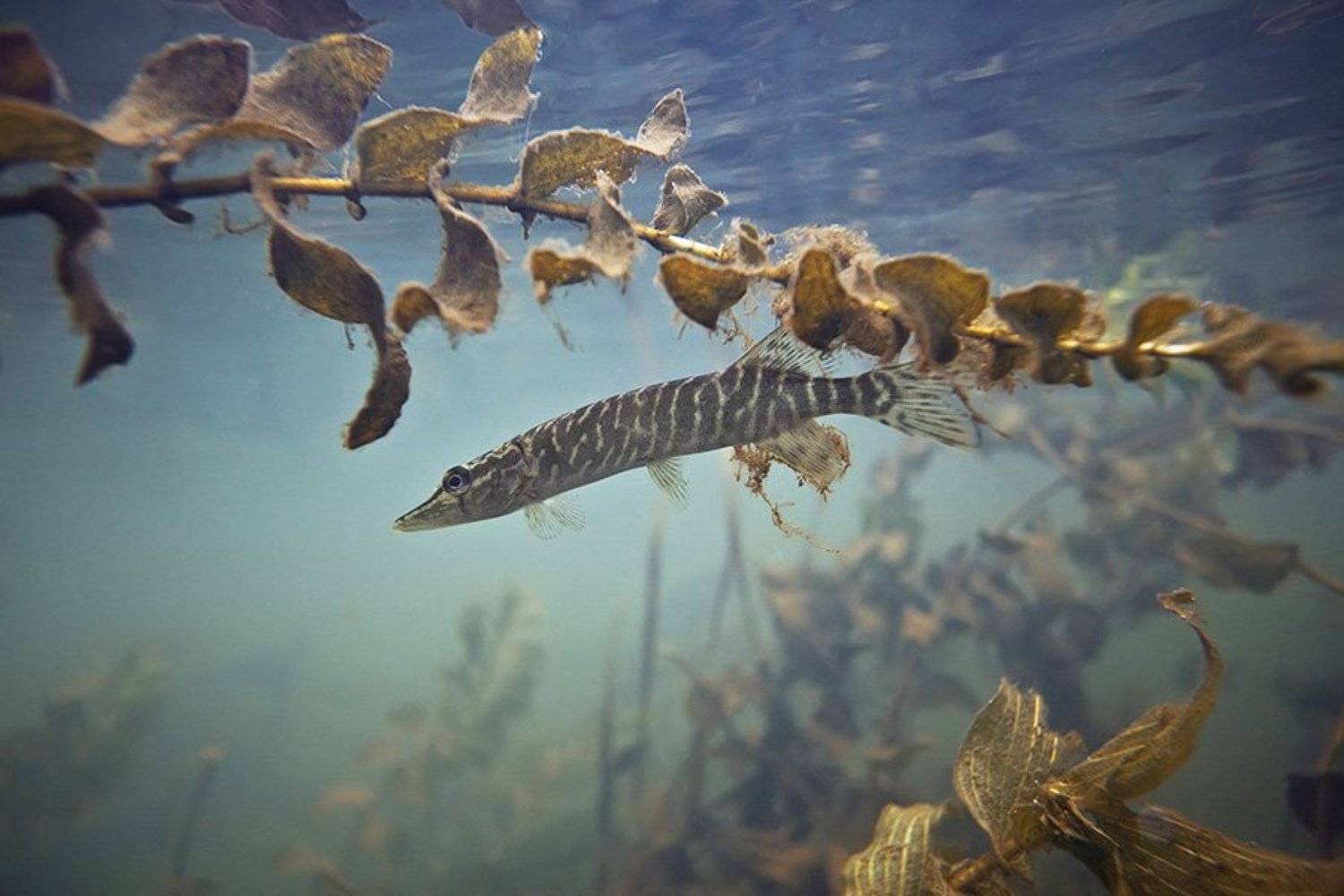 , Эдуард VTORNIK  Николаев