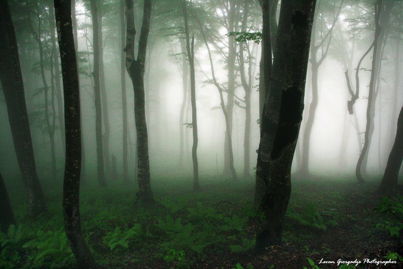 Nerves of Forest фото превью