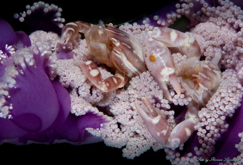 Канапе фото превью