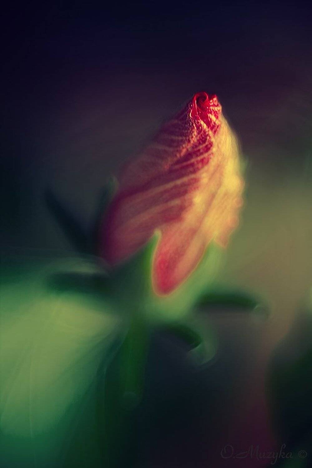 , Оксана Музыка