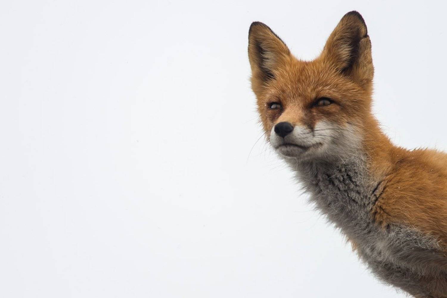 , Иван Кислов