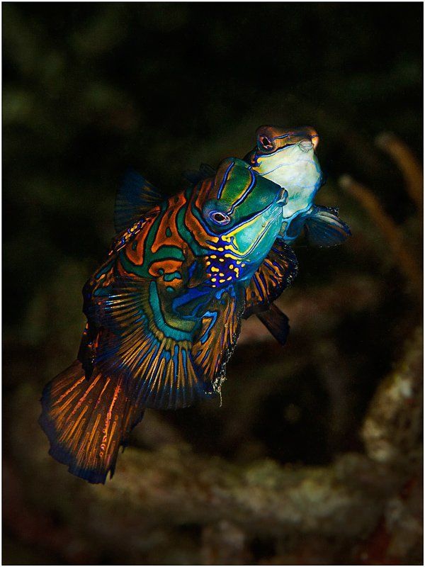 mandarinfish, indonesia, lembeh strait, diving Мандаринки фото превью