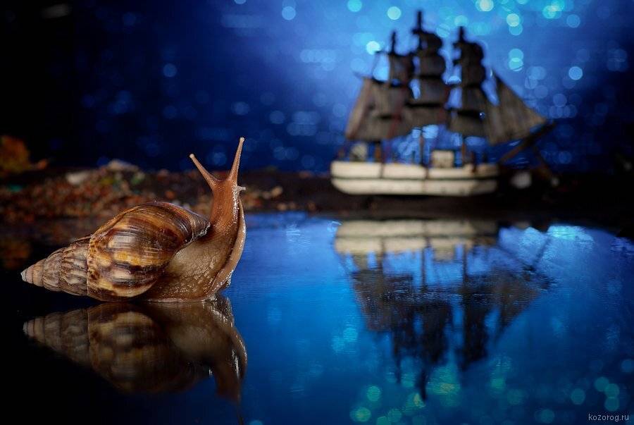 улитка, ахатина, Ирина Козорог