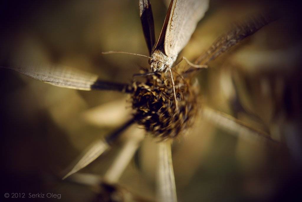 maniola jurtina, macro, butterfly, nature, art, serkiz oleg, олег серкиз, макро, Oleg Serkiz