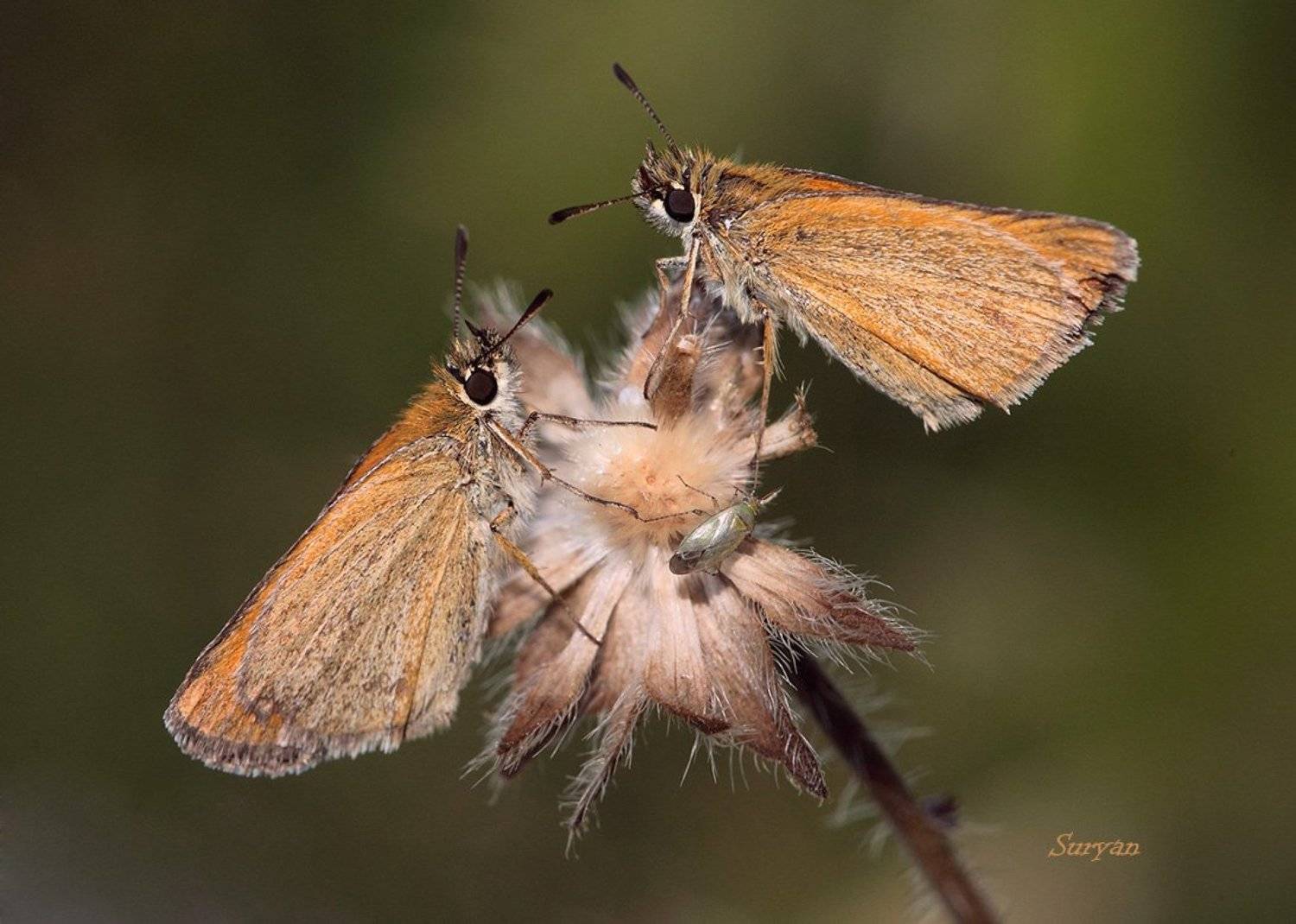 , Олег Сурьянинов