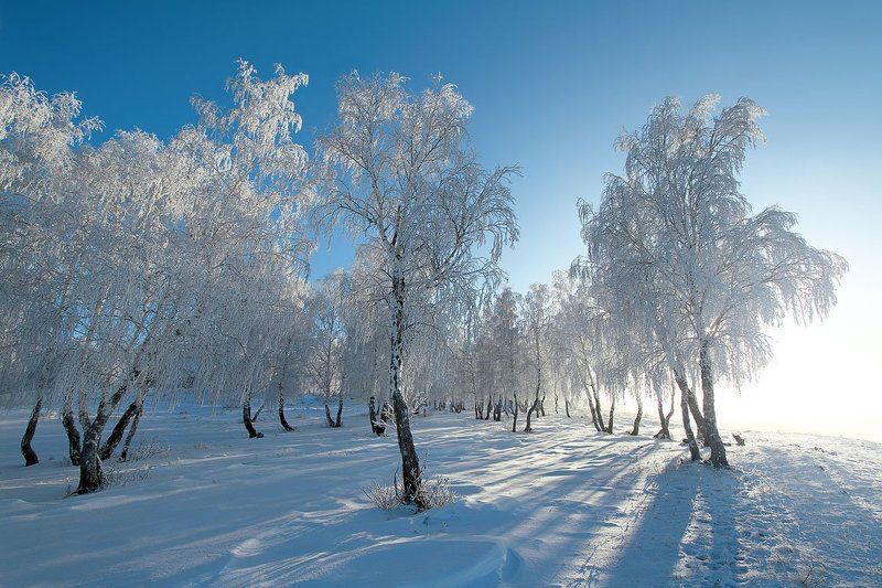 Берёзки... фото превью