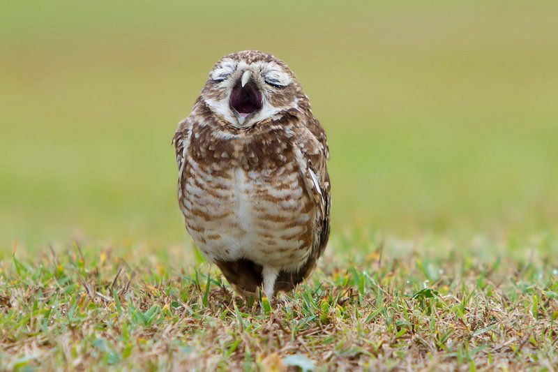 птицы, кроличий сыч, бразилия Доброе утро! фото превью