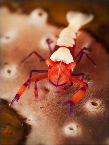 Креветки пролива Лембе