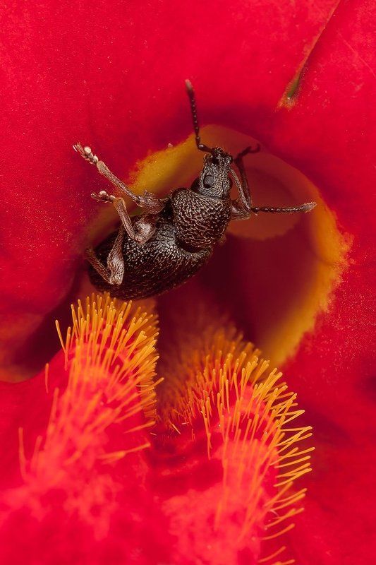 жук, цветок, macro Жизнь жука фото превью