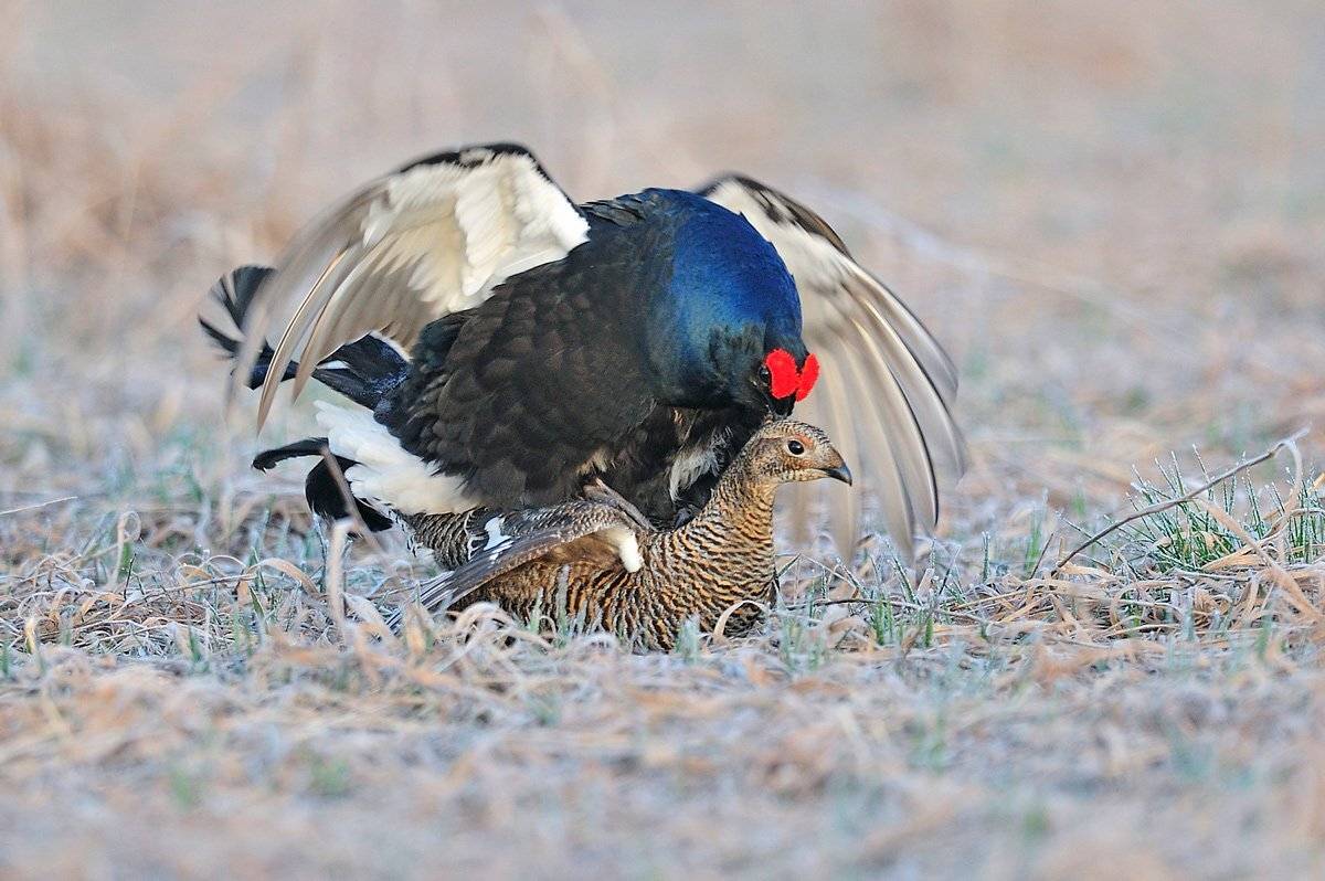 , Алексей Тищенко