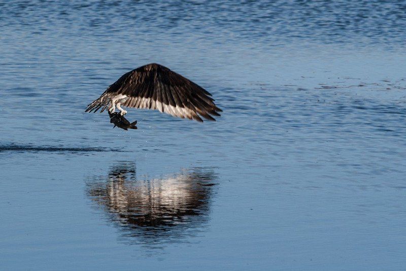 Пернатый рыбак фото превью