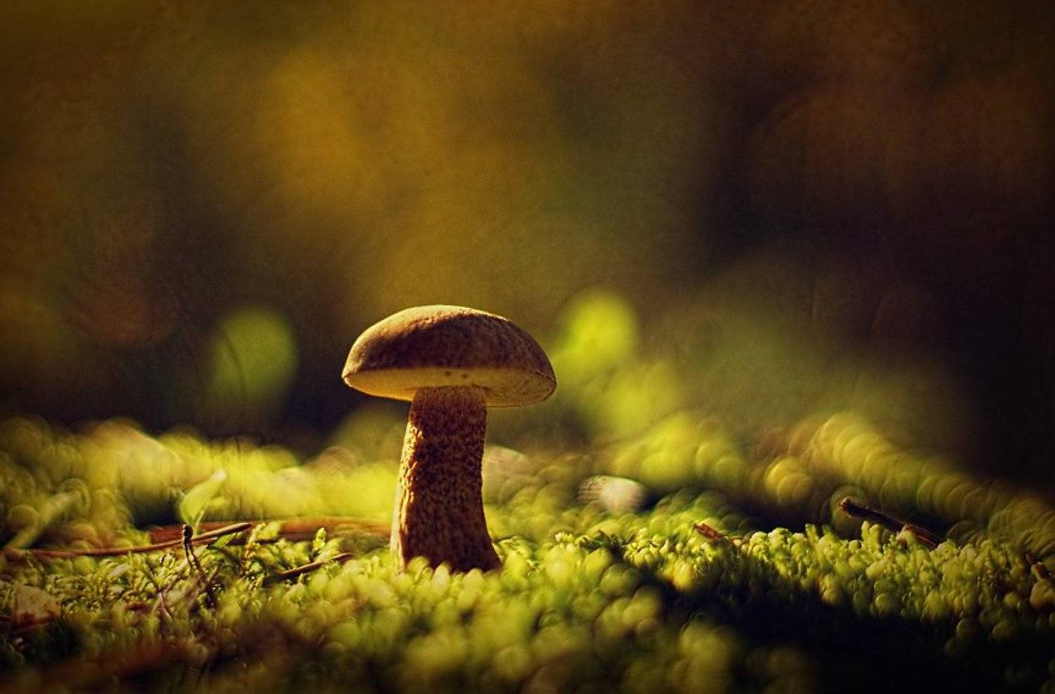 , Лана Тополева