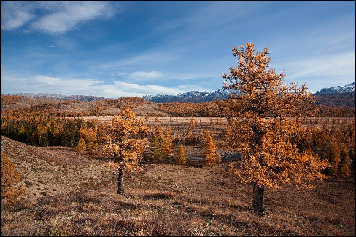 алтай, актру, Бур